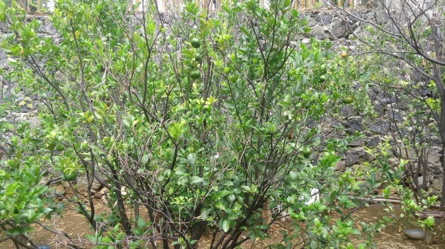 foto:Alina Samantha Peralta  - lo hecho en México