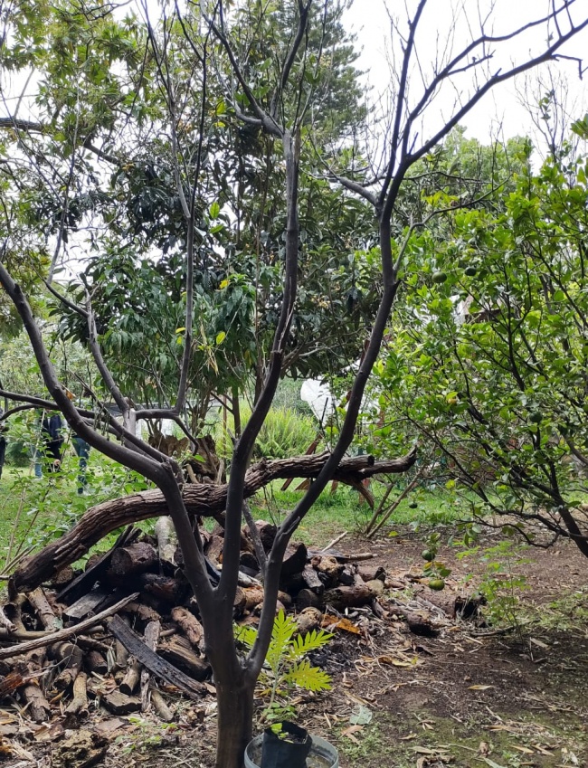 foto:Yael Maximiliano López Díaz  - lo hecho en México