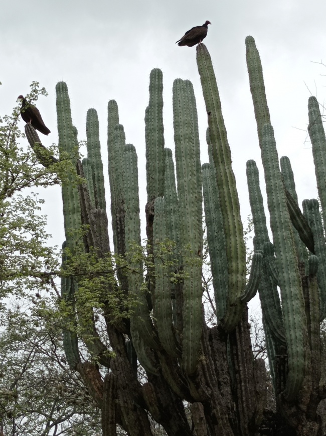 foto:Geni Laura Avila Terrazas   - lo hecho en México