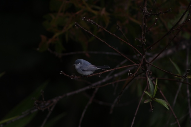 foto:Atzin Yarubi Jimenez Rebollar  - lo hecho en México