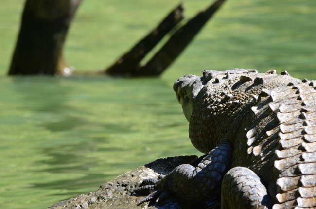 foto:Jacqueline Hale  - lo hecho en México