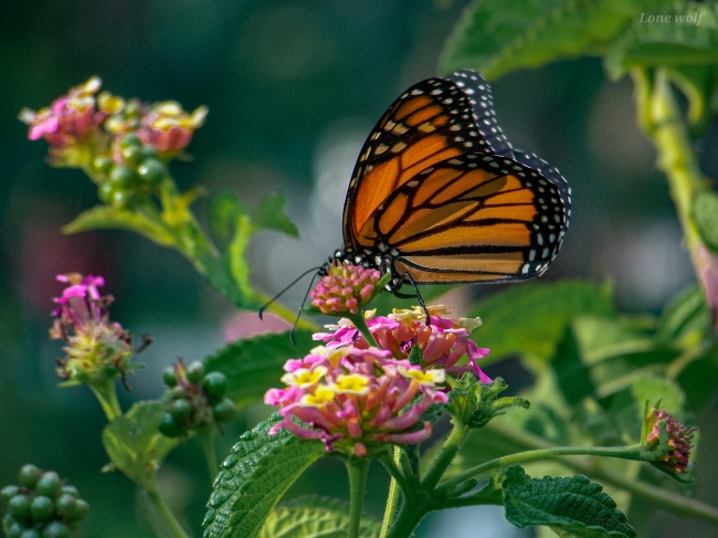 foto:Kevin Uriel Donjuan Lopez   - lo hecho en México