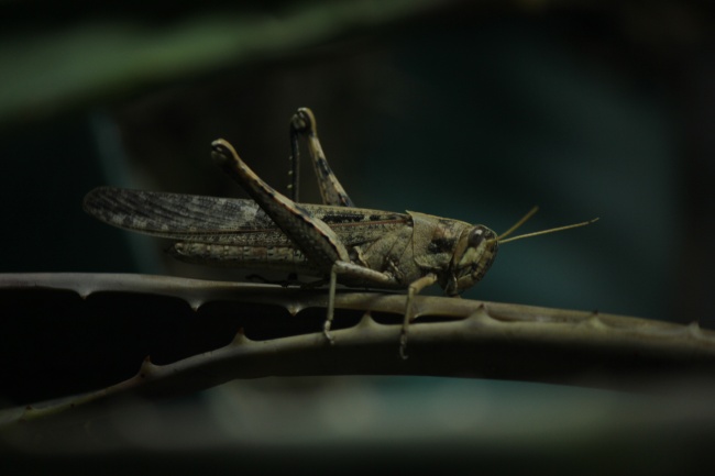 foto:Rut Elizabet Leija Contreras  - lo hecho en México