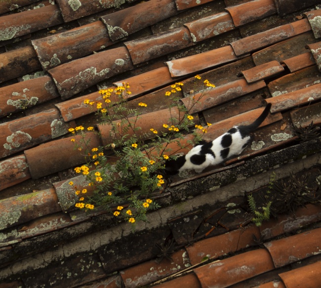 foto:Mario Alberto Amaya Acosta - lo hecho en México
