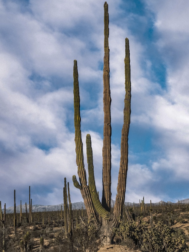 foto:Victor Efraín Corona Maldonado - lo hecho en México