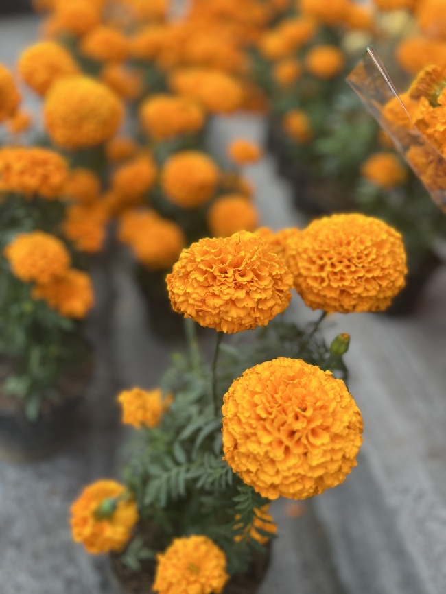 foto:Aracely Campos Garcia  - lo hecho en México