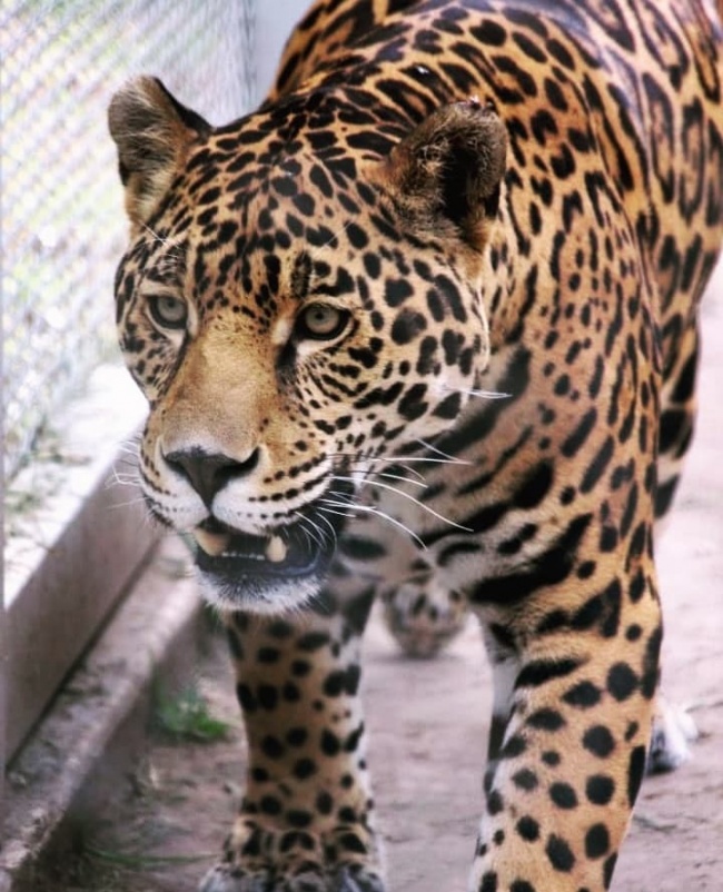 foto:Araceli Serrano Chávez   - lo hecho en México