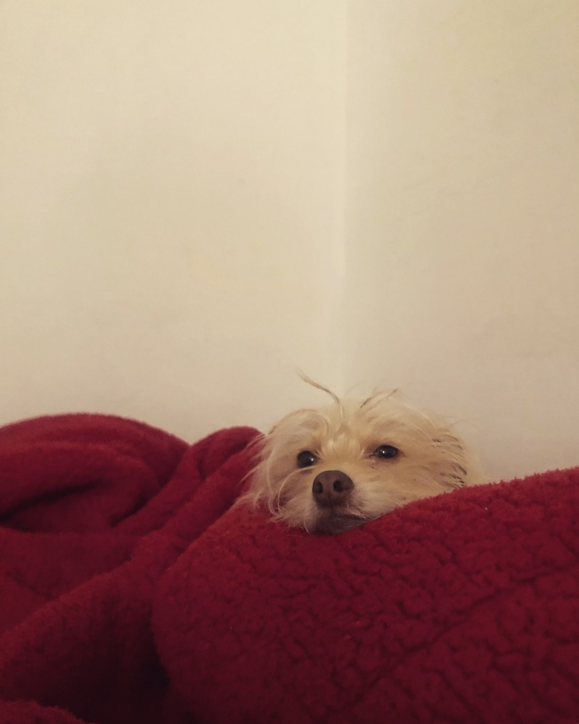 foto:Juan Manuel Becerra Salazar   - lo hecho en México