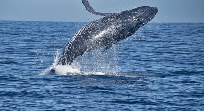 foto:BRENER  - lo hecho en México