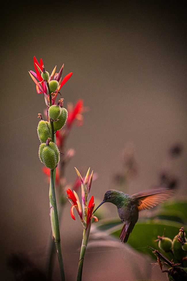 foto:H Alejandro Vargas Quiroz  - lo hecho en México