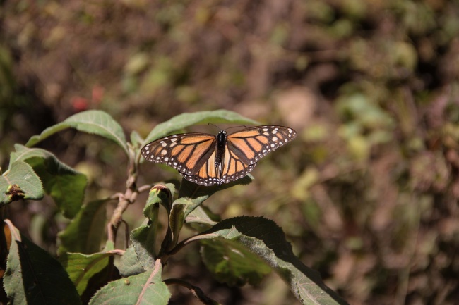 foto:Johanna Paulina Palacios Avila   - lo hecho en México
