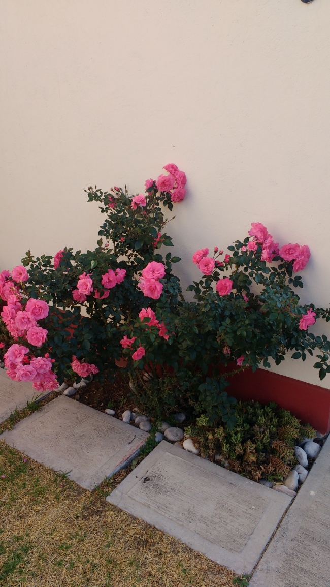 foto:Jose Gutierrez Martinez  - lo hecho en México