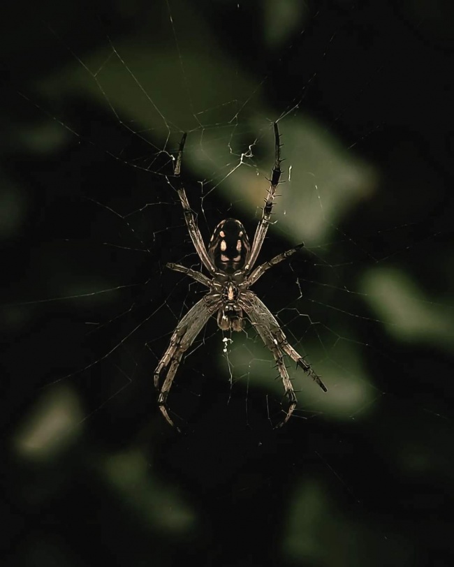 foto:David alejando cañedo Morfin  - lo hecho en México