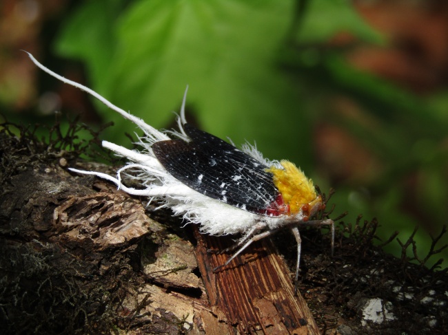 foto:Luis Eduardo Aparicio Tolentino  - lo hecho en México