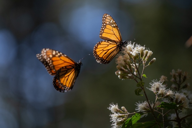 foto:Juan José Gudiño Coronel  - lo hecho en México