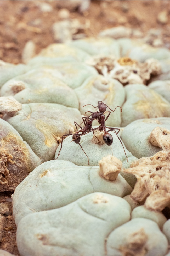 foto:Marco Antonio Barradas Galvan - lo hecho en México