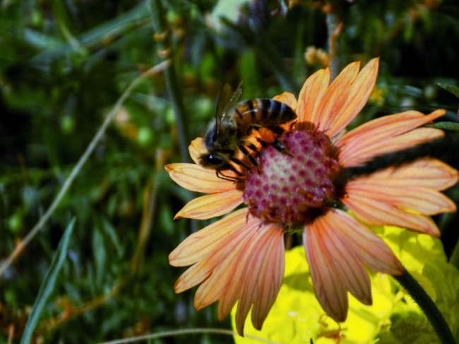 foto:Ernestina Guadalupe Reyes Cervantes  - lo hecho en México