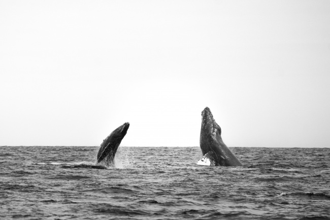 foto:Anatolij Hernández Tkatschinski  - lo hecho en México