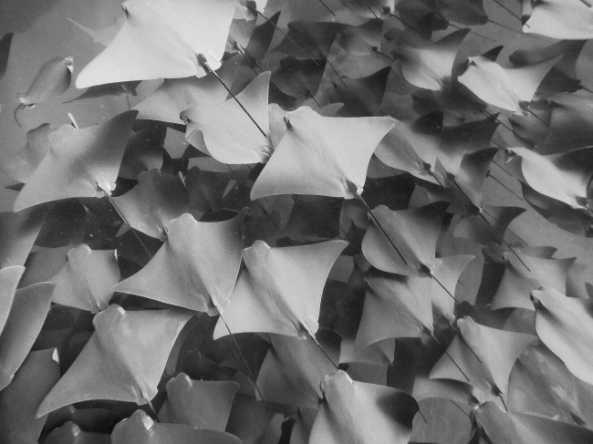 foto:Samuel Resendiz Jimenez  - lo hecho en México