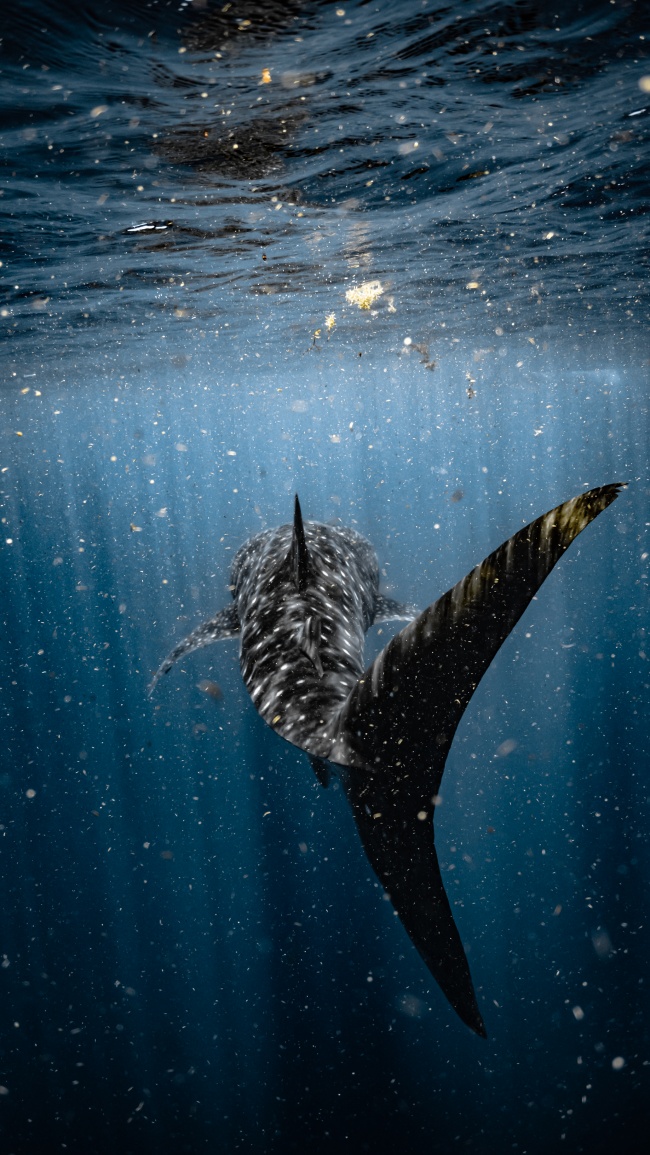 foto:GERARDO COSGAYA SOSA  - lo hecho en México