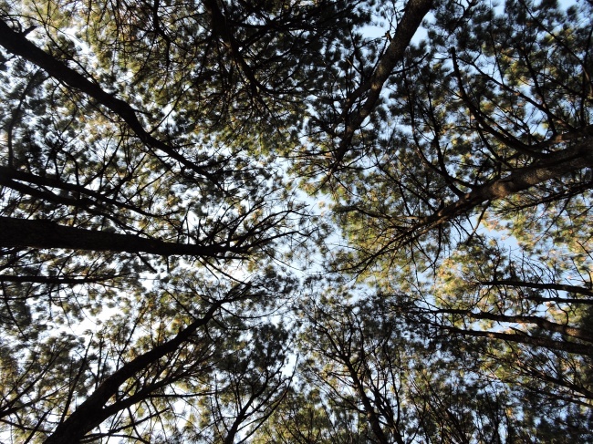 foto:Reynaldo Jiménez Ramírez   - lo hecho en México