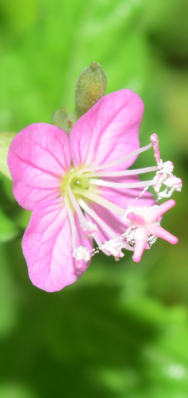 foto:Fernando Gabriel Illescas Beltrán   - lo hecho en México