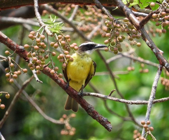 foto:Senén Fernández Espino  - lo hecho en México