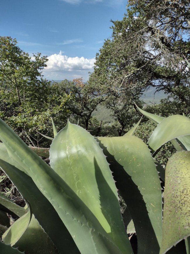 foto:Marie Helene Féron - lo hecho en México