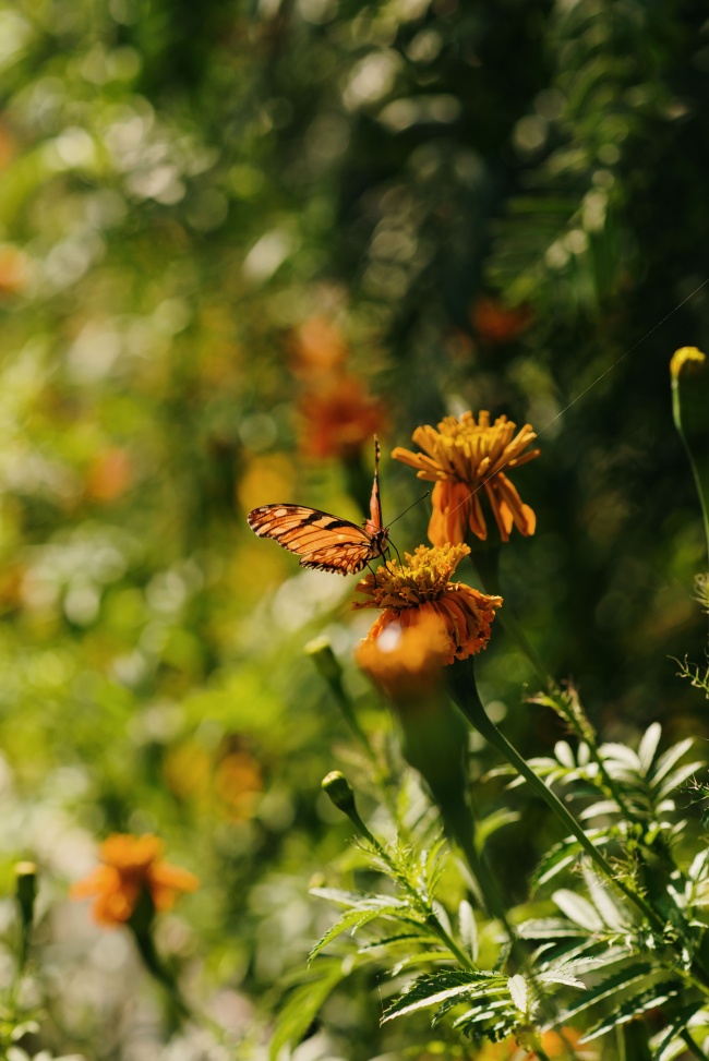 foto:hector hugo feregrino barron  - lo hecho en México