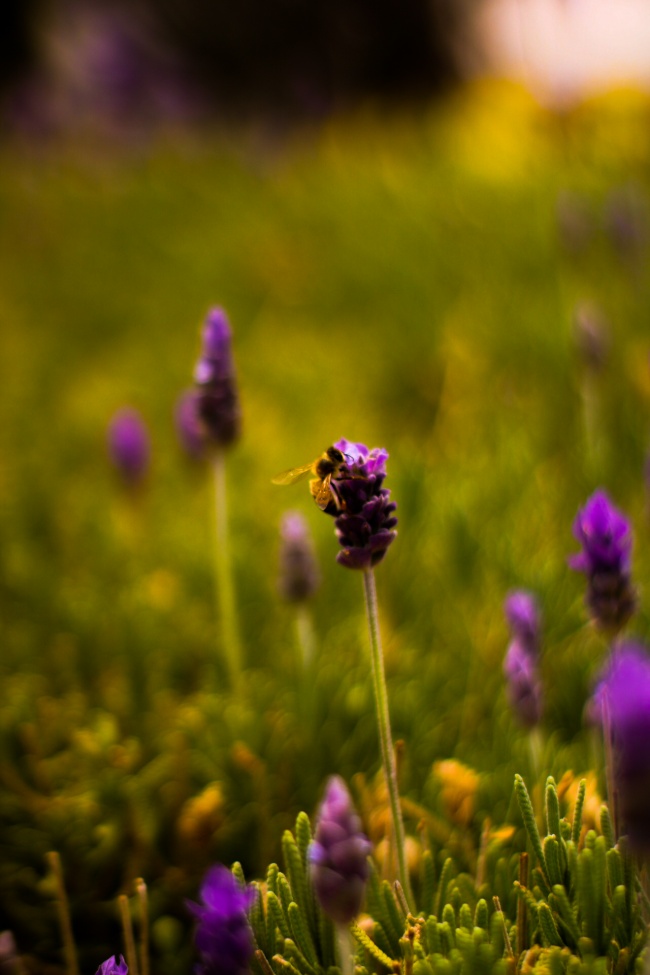 foto:Jesus alejandro cruz villalva  - lo hecho en México