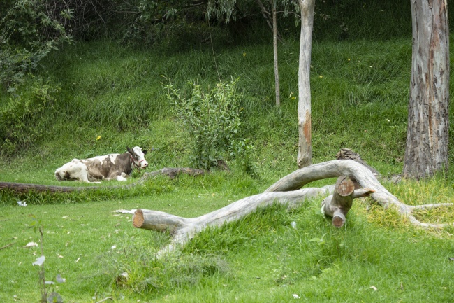 foto:Paola Patricia Pieraldi Somarriba  - lo hecho en México