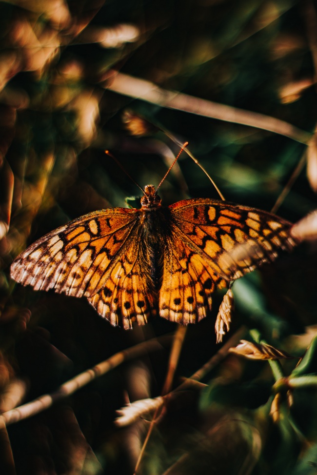 foto:Brian Enrique Avila Ortega  - lo hecho en México