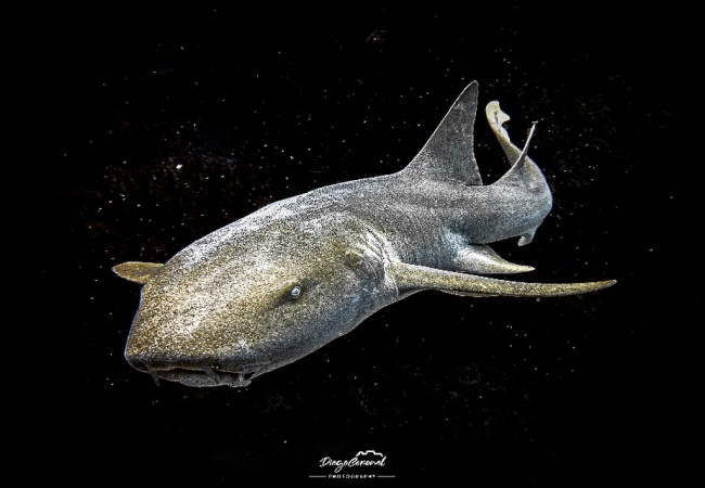 foto:Diego Alexander Coronel Rivera  - lo hecho en México