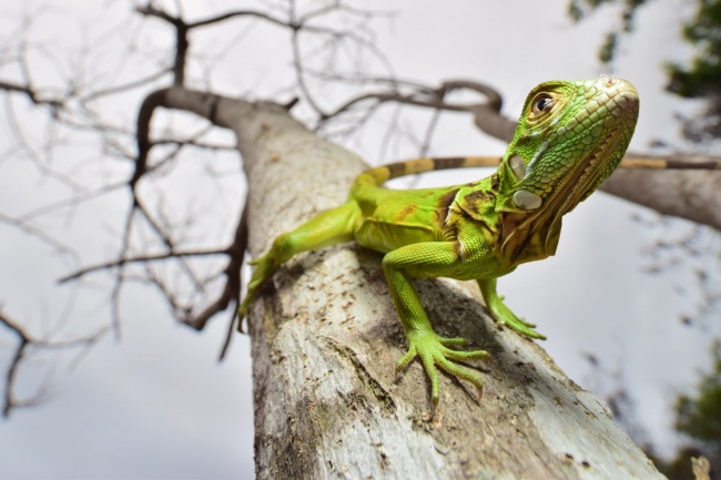 foto:Luis Francisco Nieto Toscano  - lo hecho en México