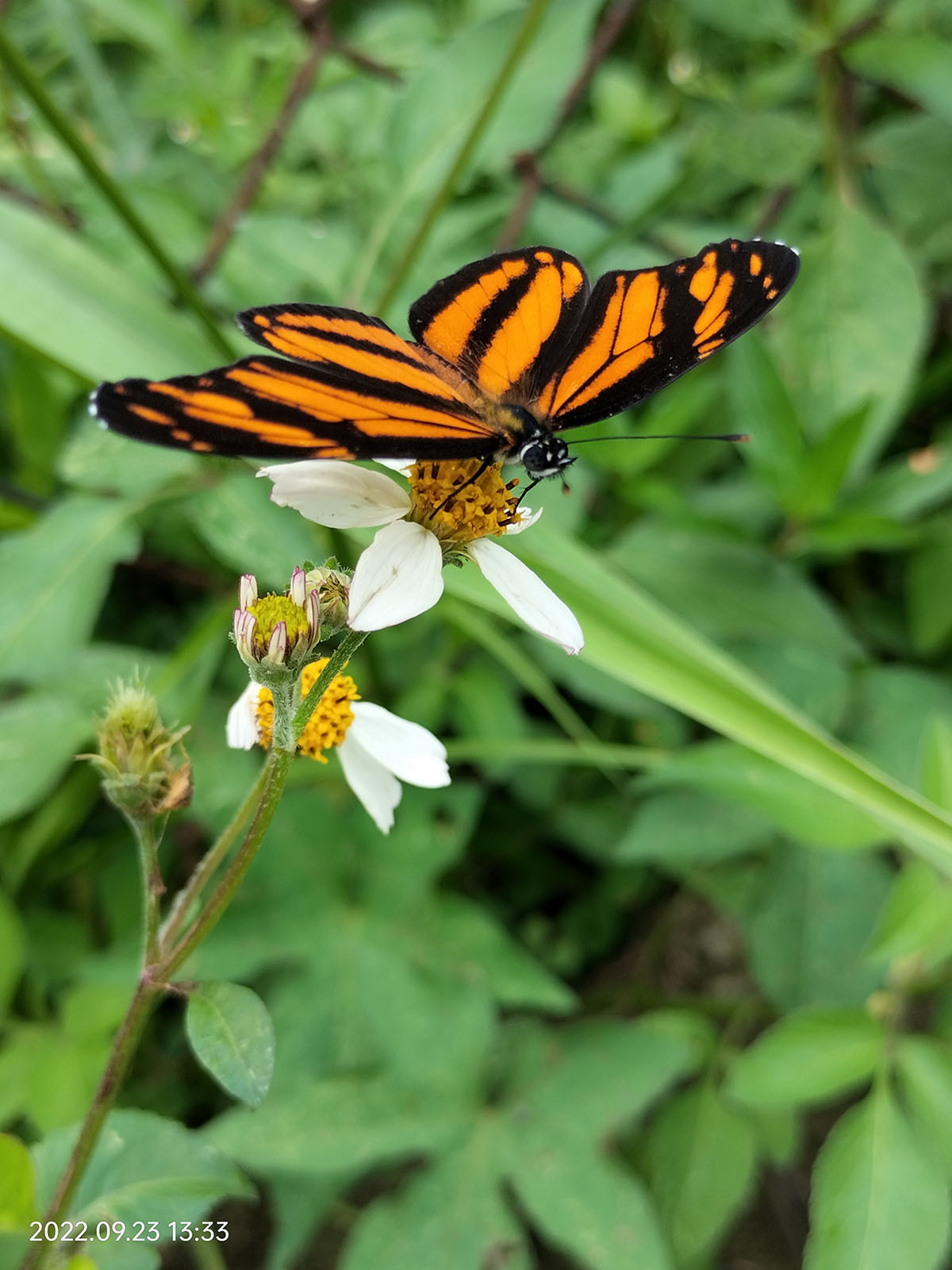 foto:Ignacio Castro Juárez   - lo hecho en México