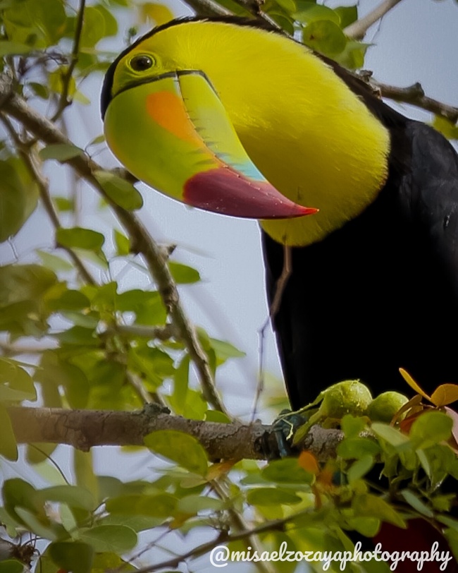 foto:Misael Zozaya Moguel  - lo hecho en México