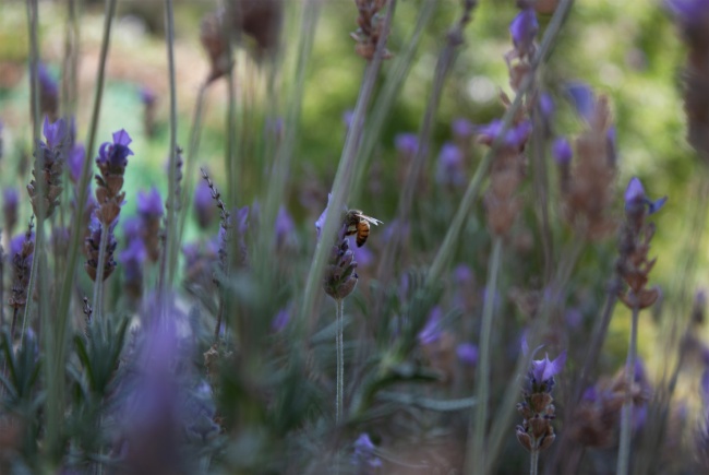foto:Valeria Guerra Vega   - lo hecho en México