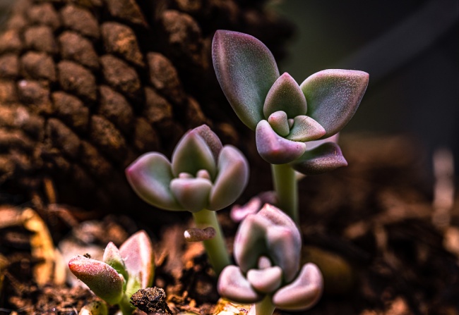 foto:Héctor Ruiz Cabrera  - lo hecho en México